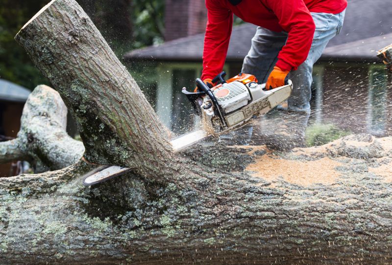 Safe Tree Felling Process