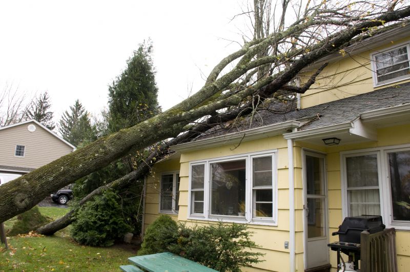 Storm Damage Tree Cleanup