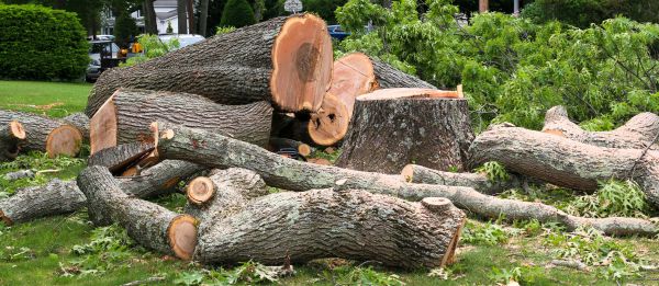Large Tree Removal in Chattanooga