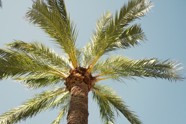 Palm Tree Removal in Chattanooga