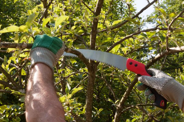 Small Tree Removal in Chattanooga