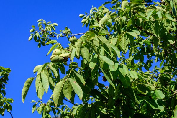 Cost of Walnut Tree Removal in Chattanooga