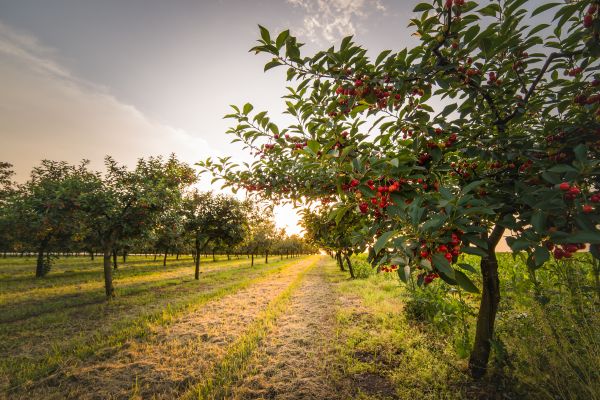 Cost of Cherry Tree Removal in Chattanooga