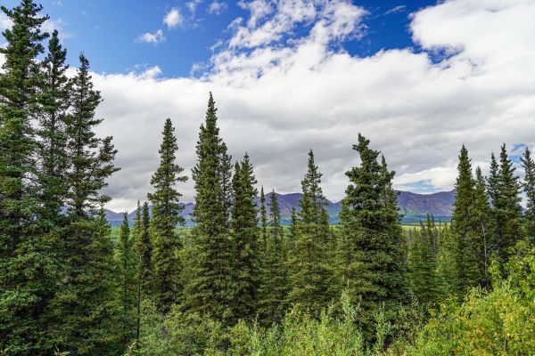 Cost of Spruce Tree Removal in Chattanooga