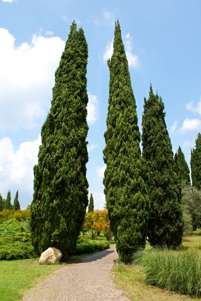 Cost of Cypress Tree Removal in Chattanooga