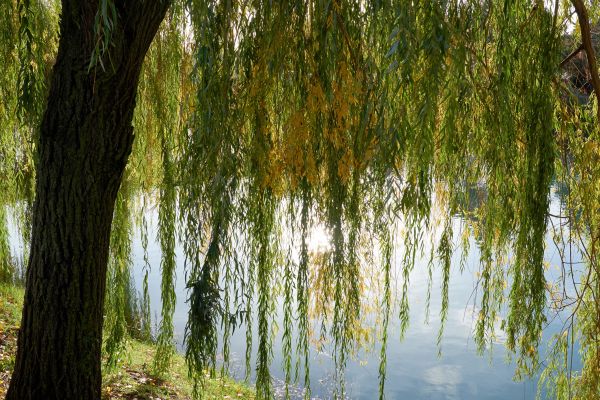 Cost of Willow Tree Removal in Chattanooga
