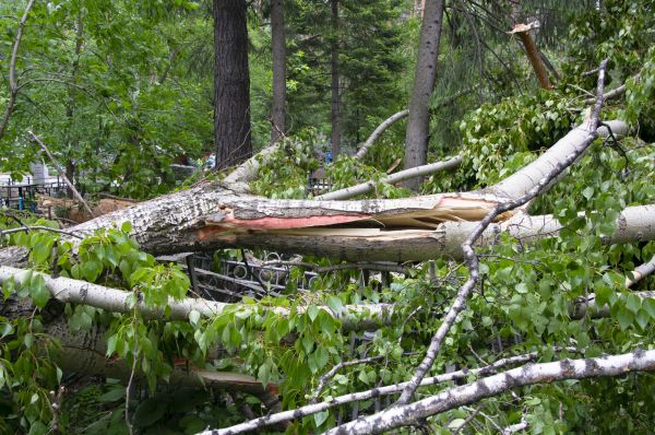 Cost of Birch Tree Removal in Chattanooga