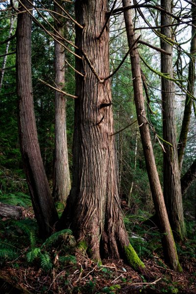 Cost of Cedar Tree Removal in Chattanooga