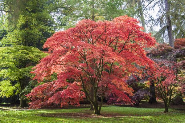 Cost of Maple Tree Removal in Chattanooga