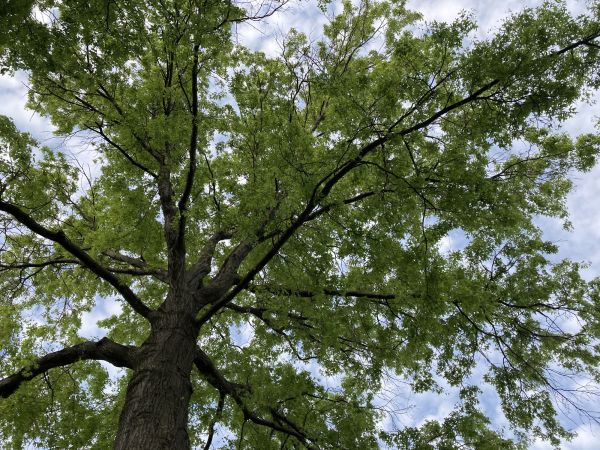 Cost of Oak Tree Removal in Chattanooga