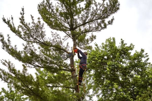 Cost of Pine Tree Removal in Chattanooga