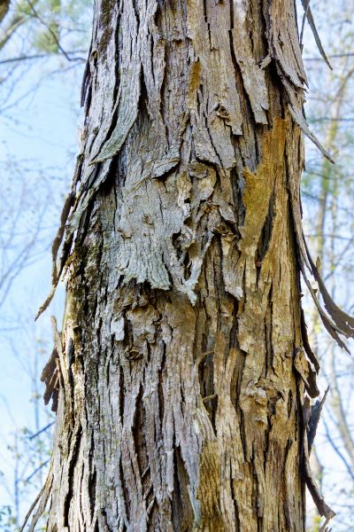 Cost of Hickory Tree Removal in Chattanooga