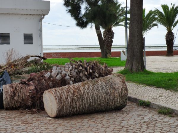 Palm Trees Removal in Chattanooga