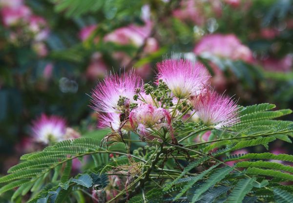 Cost of Mimosa Tree Removal in Chattanooga