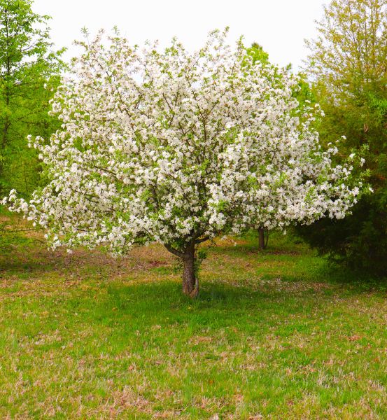 Cost of Dogwood Tree Removal in Chattanooga