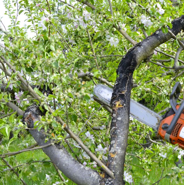 Cost of Apple Tree Removal in Chattanooga