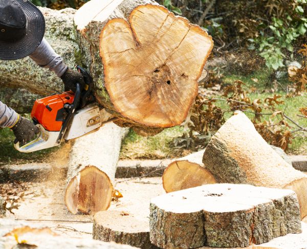 Tree Removal Service in Chattanooga