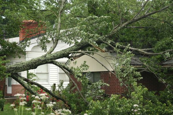 Emergency Tree Removal in Chattanooga