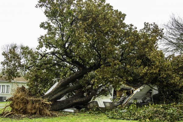 Fallen Tree Removal in Chattanooga