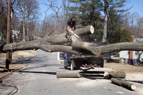 Cost of Residential Tree Removal in Chattanooga