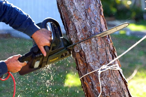 Dead Tree Removal in Chattanooga